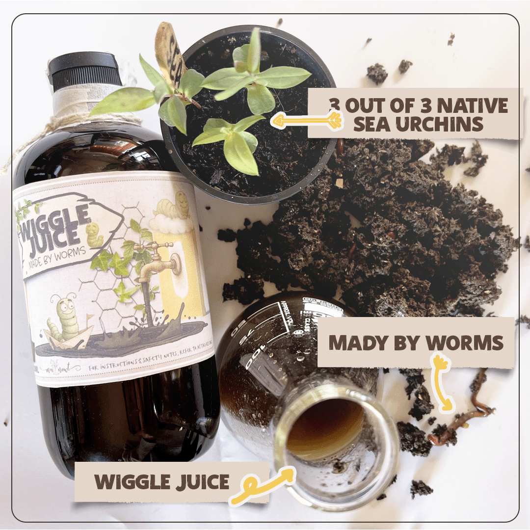 250ml 'Wiggle Juice' Concentrate